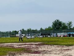 -盐城丹顶鹤湿地生态旅游区