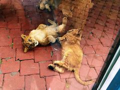 -大连森林动物园