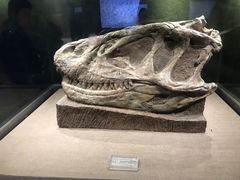 -自贡恐龙博物馆