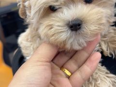 -翊宠yipet猫狗购宠庄园犬舍•猫舍