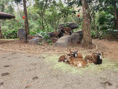 -海南热带野生动植物园