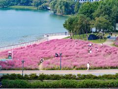 -贡湖湾湿地公园