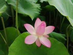 -厦门园林博览苑