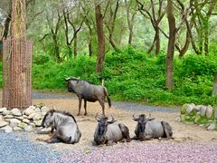 -北京野生动物园