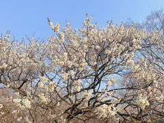 -梅花山(明孝陵内)