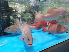 -麦德龙(郑东店)