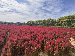 -广东花都香草世界旅游度假区