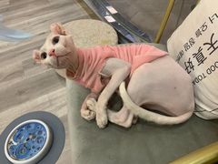 -BABIT巴比特宠物(MOMOPARK店)