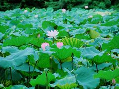 -云溪植物园