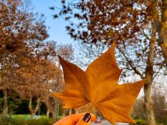 -三圣花乡旅游区