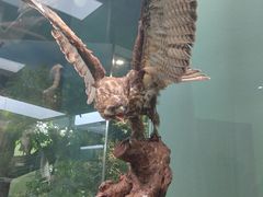 -国家自然博物馆