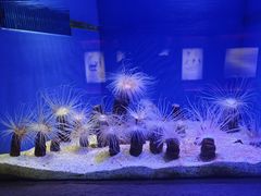 -上海海洋水族馆