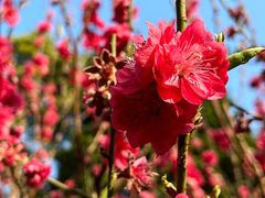 -桃花涧