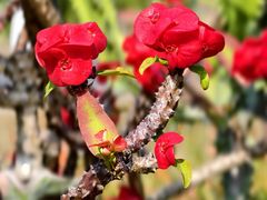 -东莞植物园