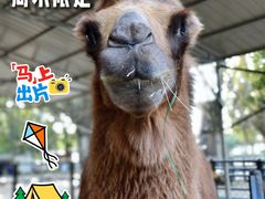 -长白岛森林公园