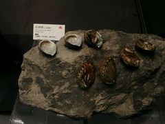 android_upload_pic-广东省博物馆