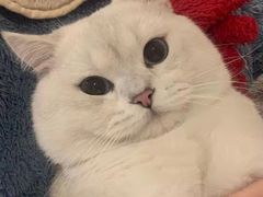 -喵zoo家庭繁育猫舍(尖东智能花园店)