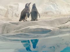 -上海海洋水族馆