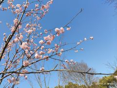 -顾村公园