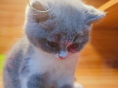 -猫十亿·布偶金渐层·曼基康矮脚猫舍(青年路店)