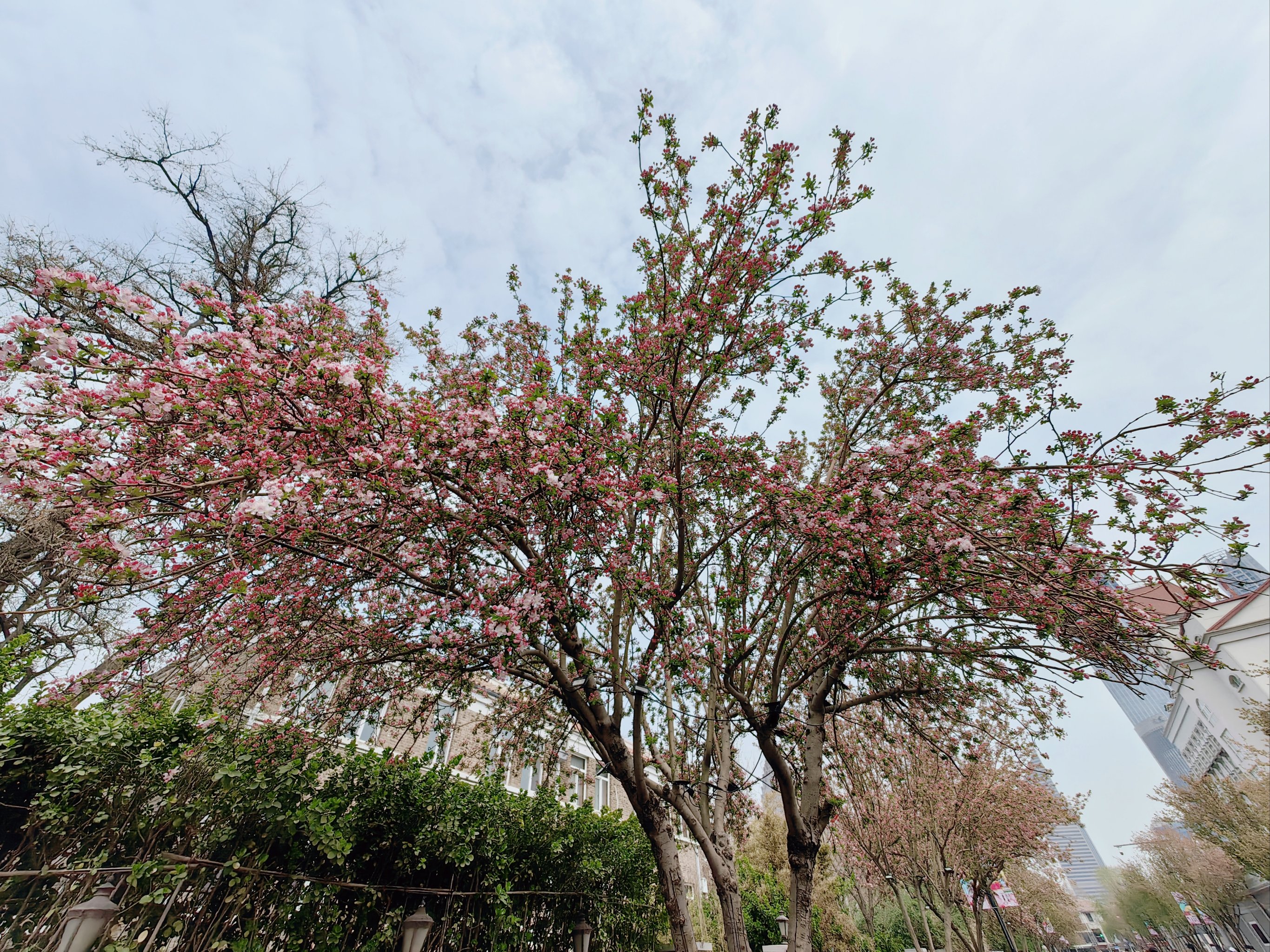 王子海棠树开花图图片