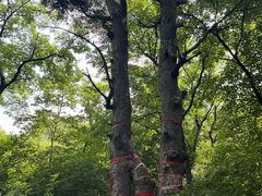 -北陵公园