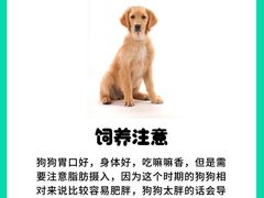 -北京京卫宠物寄养训练中心