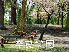 -奈良公园