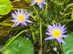 -国家植物园南园