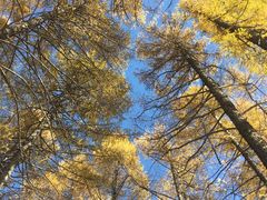 -塞罕坝国家级自然保护区