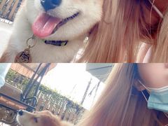 -柴犬高等学院·狗咖·柴犬售卖·宠物训练