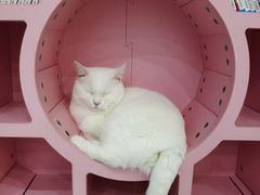 -糯米喵星人·撸猫猫舍咖啡馆(西市场嘉华店)