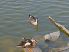 -盐城丹顶鹤湿地生态旅游区