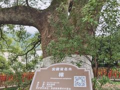 -新安江山水画廊风景区