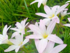 -中国科学院华南植物园