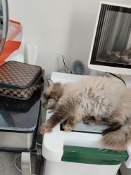 -米娜造型蛋白烫发