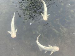 -特种渔场