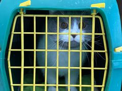 -纳吉亚猫专科动物诊疗中心(蒋宅口分院)