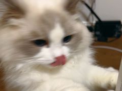 -momokira米努特·德文卷毛猫·棉花面纱犬