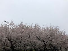 -武汉大学-樱园
