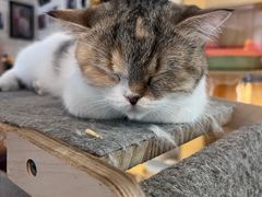 -平行世界·猫咖(首经贸店)