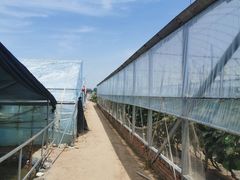 -庞各庄翠芳园西瓜蔬菜基地采摘园