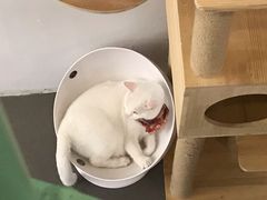 -有猫主题·治愈系猫咖(曾厝垵店)