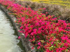 -海珠湖公园