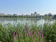 -莲花池公园