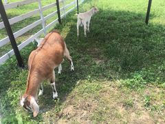 -紫颐香薰山谷景区