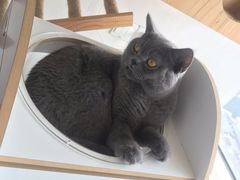 -Catmate·猫肥家润(金润铂宫店)