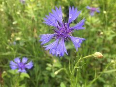 -北京老门框爆肚涮肉馆(凤城六路店)