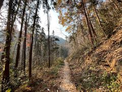 -素山寺森林公园