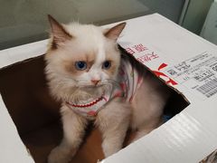 -Bastet sally猫舍购宠(静安店)